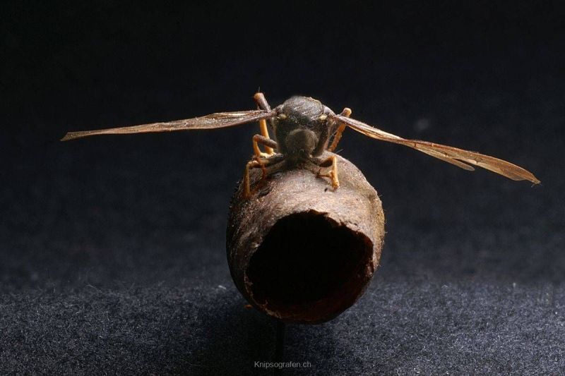 harry_2008_insekten-makros_020