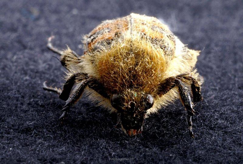 harry_2008_insekten-makros_023