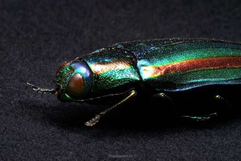 harry_2008_insekten-makros_025