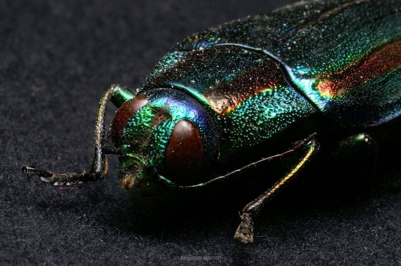 harry_2008_insekten-makros_026