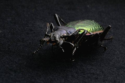 harry_2008_insekten-makros_021