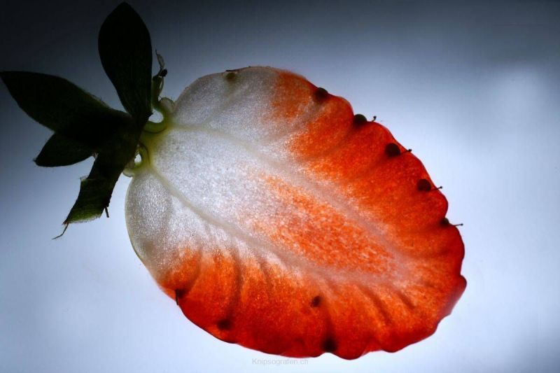 harry_2009_fruechte_005