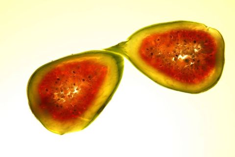 harry_2009_fruechte_009