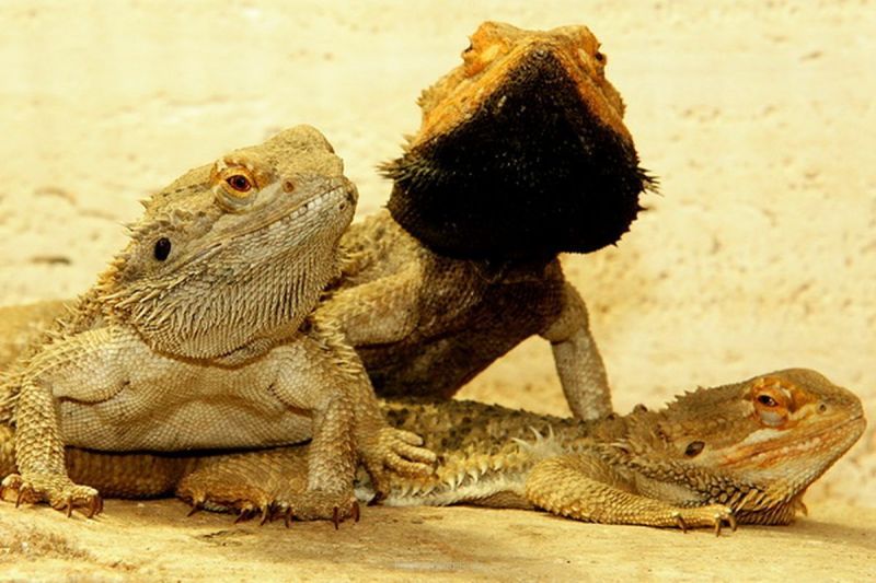 harry_2010_tonis_zoo_008