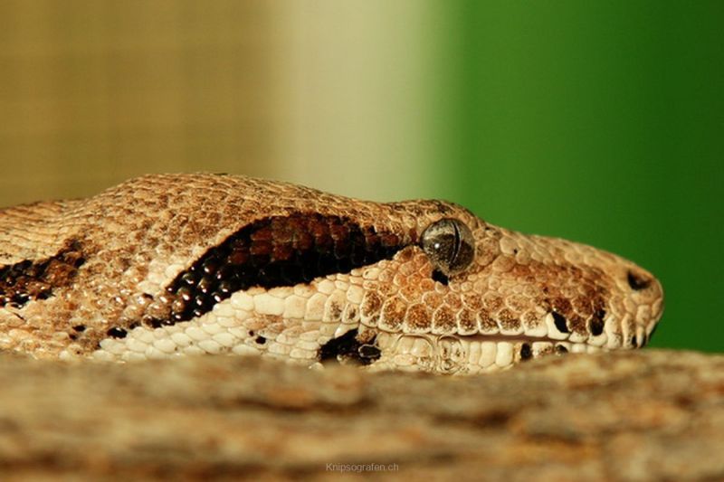 harry_2010_tonis_zoo_010