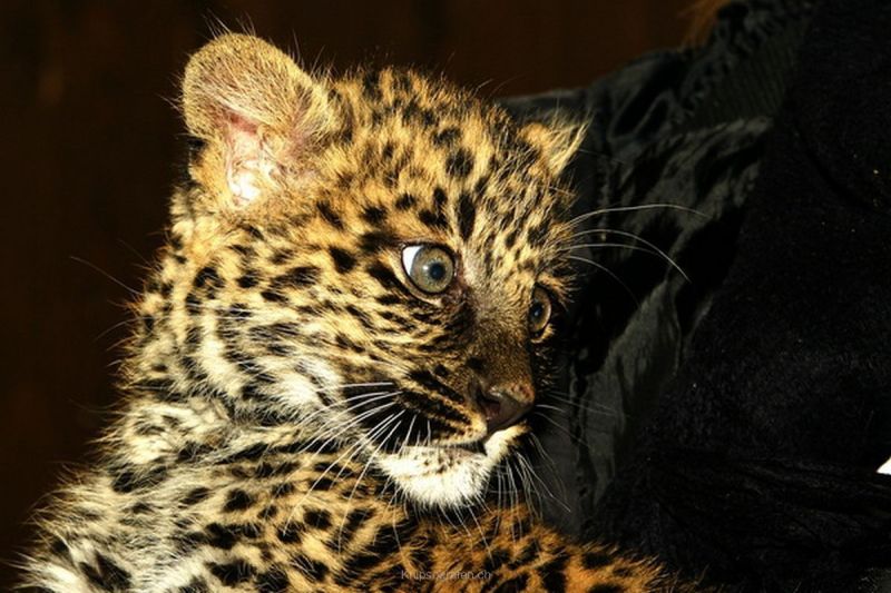 harry_2010_tonis_zoo_038