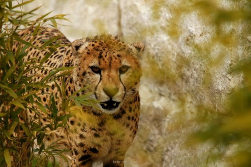 harry_2010_tonis_zoo_042