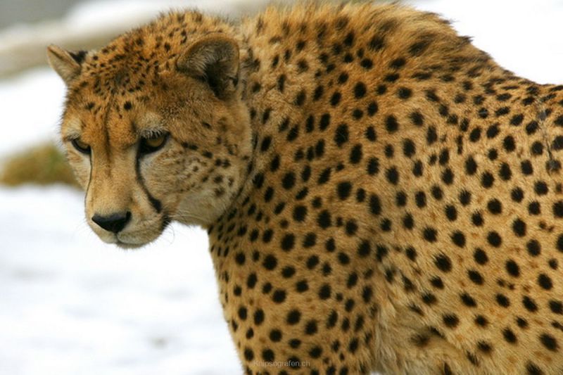 harry_2010_tonis_zoo_044