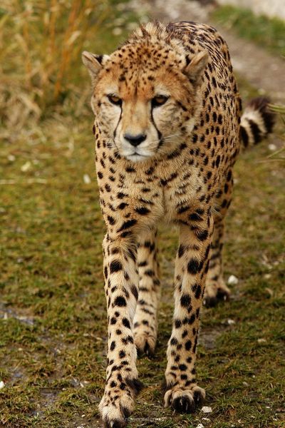 harry_2010_tonis_zoo_045