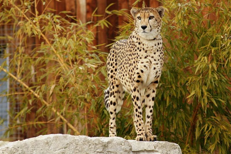 harry_2010_tonis_zoo_046
