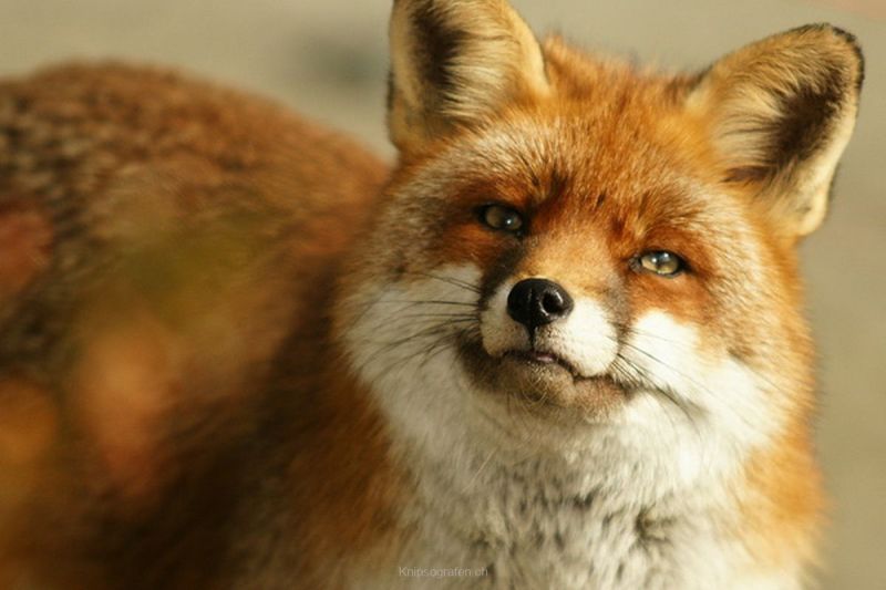 harry_2010_tonis_zoo_055