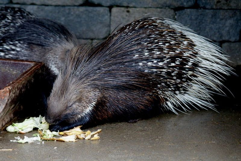 harry_2010_tonis_zoo_060