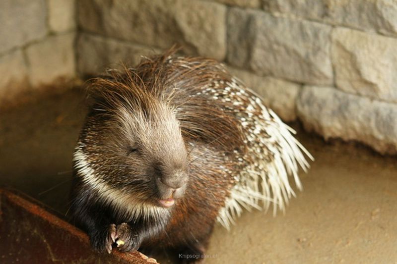 harry_2010_tonis_zoo_064
