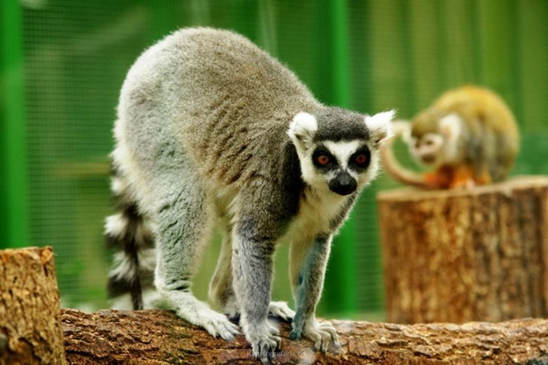 harry_2010_tonis_zoo_069