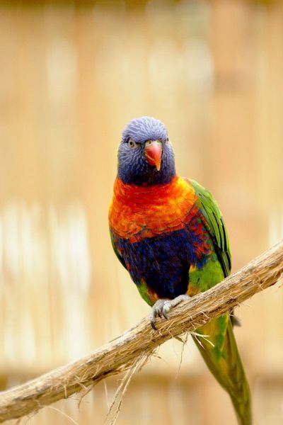 harry_2010_tonis_zoo_071