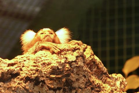 harry_2010_tonis_zoo_076 harry_2010_tonis_zoo_076