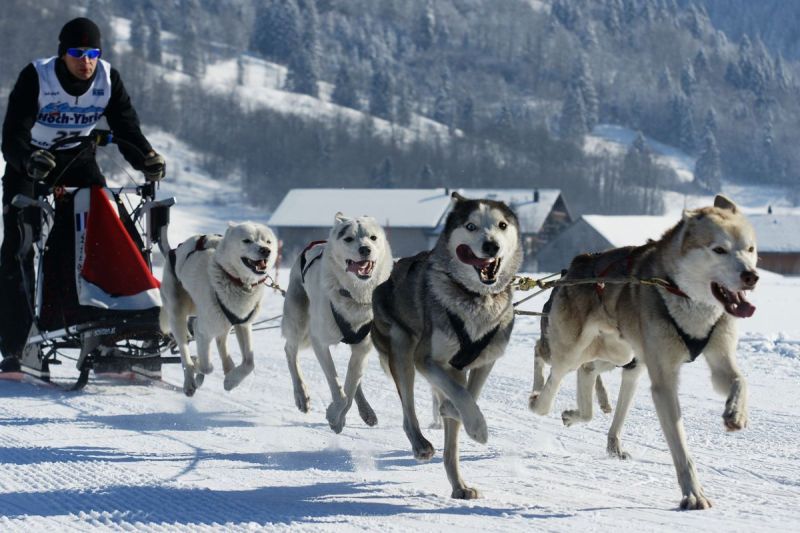 harry_2012_hundeschlitten-rennen_005