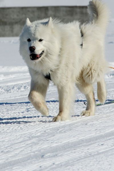 harry_2012_hundeschlitten-rennen_013