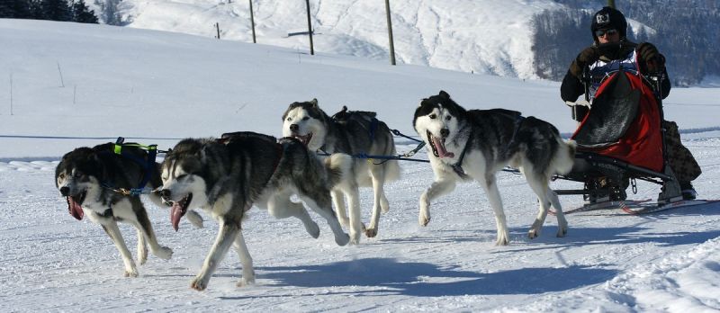 harry_2012_hundeschlitten-rennen_024