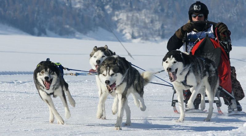 harry_2012_hundeschlitten-rennen_025