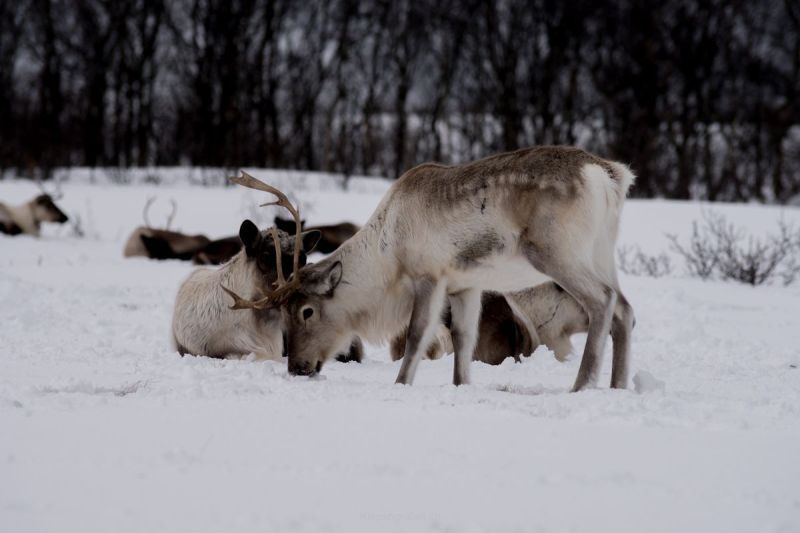 harry_2015_nordlicht-woche-tromso_007