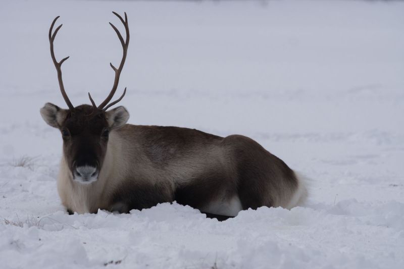 harry_2015_nordlicht-woche-tromso_010