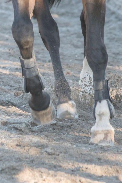 harry_2015_pferde-springreiten_001
