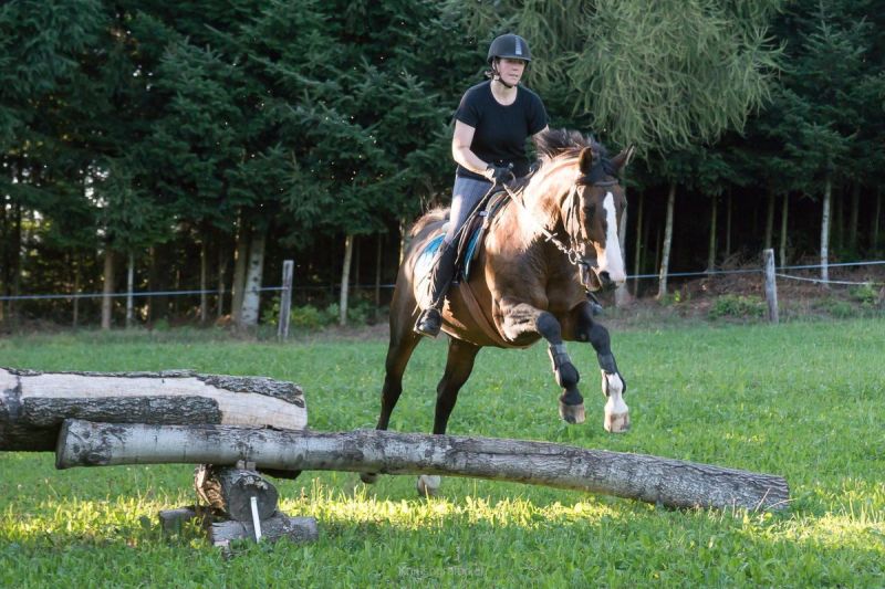 harry_2015_pferde-springreiten_009