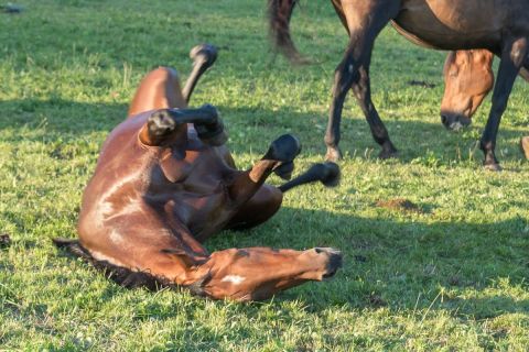 harry_2015_pferde-springreiten_014
