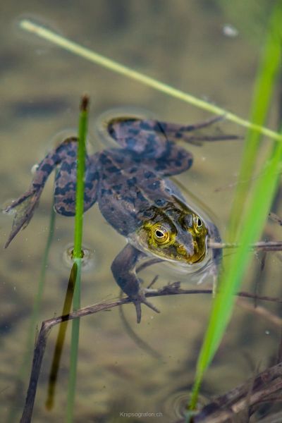 harry_2016_naturlehrgebiet_ettiswil_001