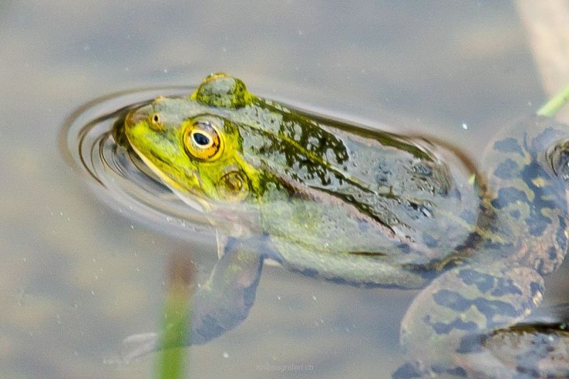 harry_2016_naturlehrgebiet_ettiswil_003