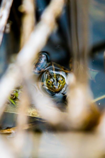 harry_2016_naturlehrgebiet_ettiswil_004