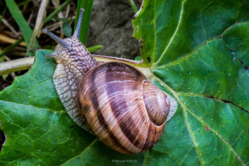 harry_2016_naturlehrgebiet_ettiswil_009