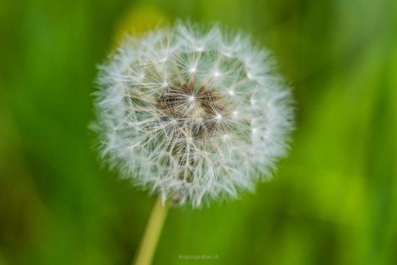 harry_2016_naturlehrgebiet_ettiswil_023