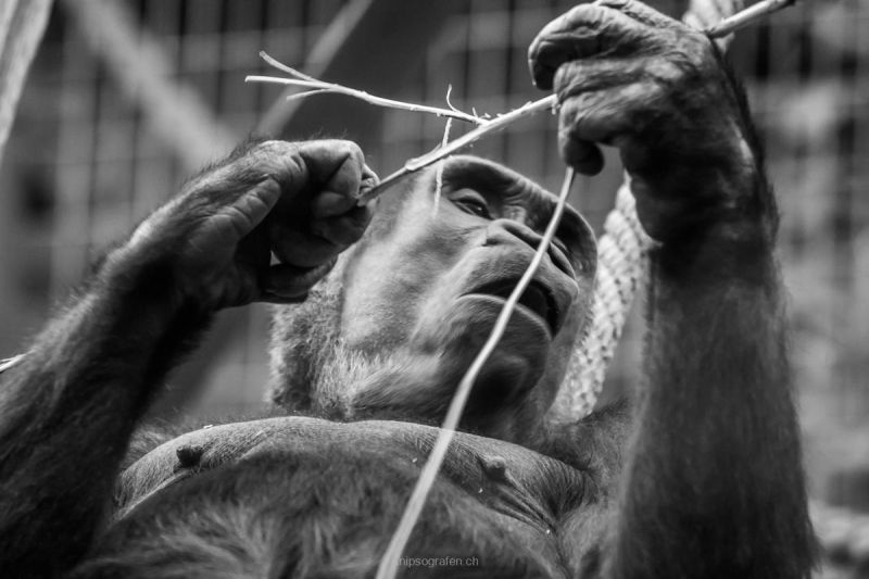 harry_2017_zoo_zurich_009