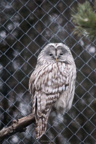 harry_2017_zoo_zurich_019