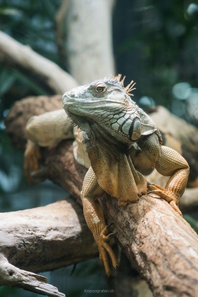 harry_2017_zoo_zurich_039