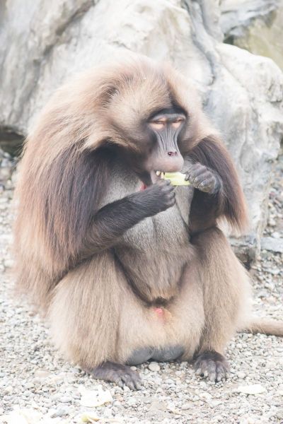 harry_2017_zoo_zurich_044