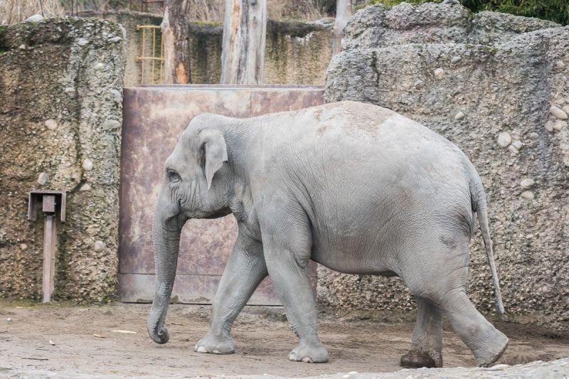 harry_2017_zoo_zurich_046