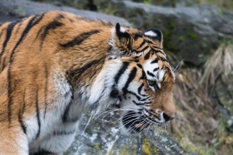 harry_2017_zoo_zurich_021 harry_2017_zoo_zurich_021