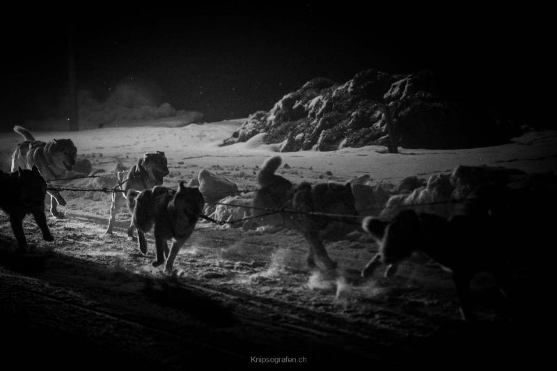 harry_2018_hundeschlitten-rennengadmen_008