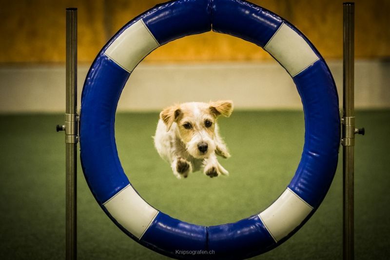 harry_2020_hunde-agility_004