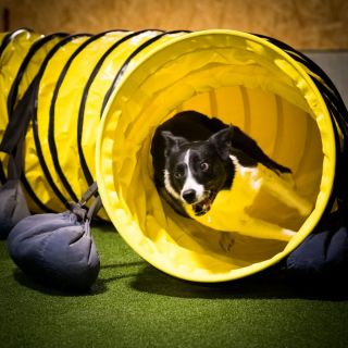 harry_2020_hunde-agility_001