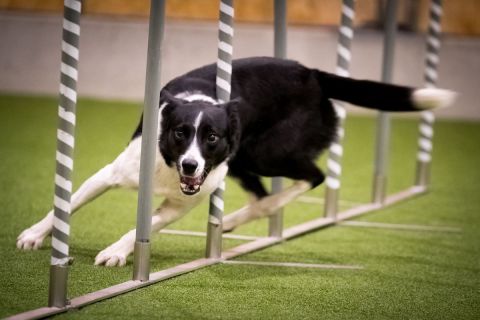 harry_2020_hunde-agility_002