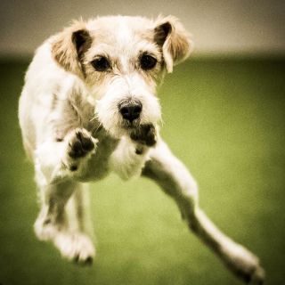 harry_2020_hunde-agility_003