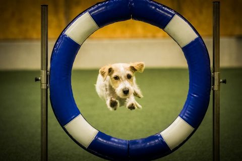 harry_2020_hunde-agility_004