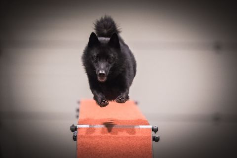 harry_2020_hunde-agility_005