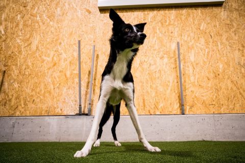 harry_2020_hunde-agility_006