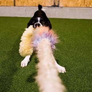 harry_2020_hunde-agility_007