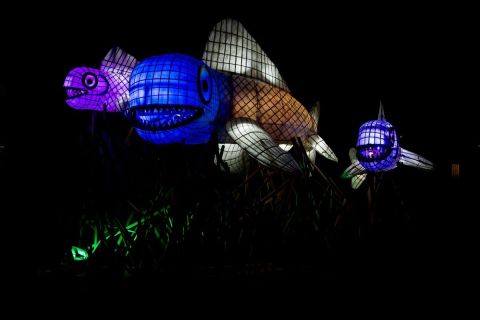 harry_2021_lichterfestival_zuerich_003